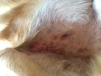 It is not itchy at all. Brown & Red Patches Under Dog's Legs & On Belly with ...