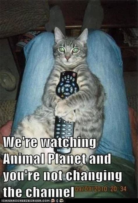 Whats On Tv Tonight 12 Funny Cats Watching Tv I Can Has Cheezburger