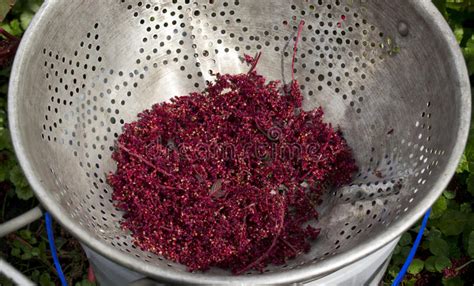 Harvesting Amaranth Seeds Stock Photo Image Of Farming 59790856