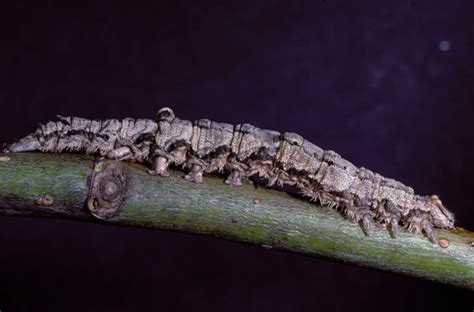 14 Caterpillars On Oak Trees Identification Guide Owlcation