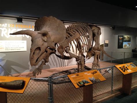 Smithsonian opens new dinosaur exhibit this month | WTOP