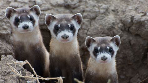 Recovery Hope For Black Footed Ferrets One Of Our Most Endangered