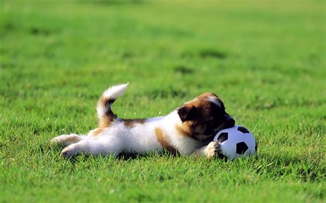 45 Cute Soccer Wallpapers