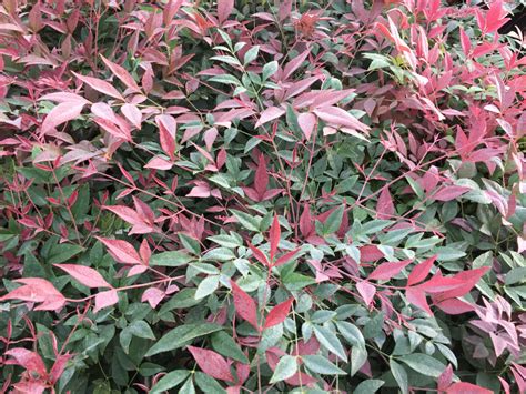 Obsession™ Nandina Southwest Nursery Wholesale Landscaping Supplies Dallas Fort Worth