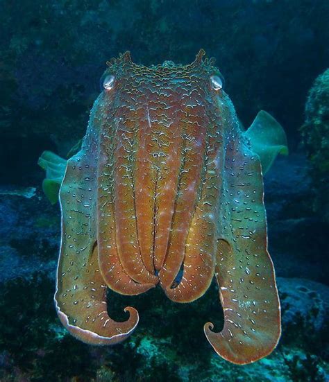 Australian Giant Cuttlefish Endangered Animal Near