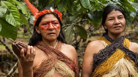 カカオ栽培・ピラルク保護・自治政府 環境守るアマゾン先住民 写真24枚 国際ニュース：afpbb News