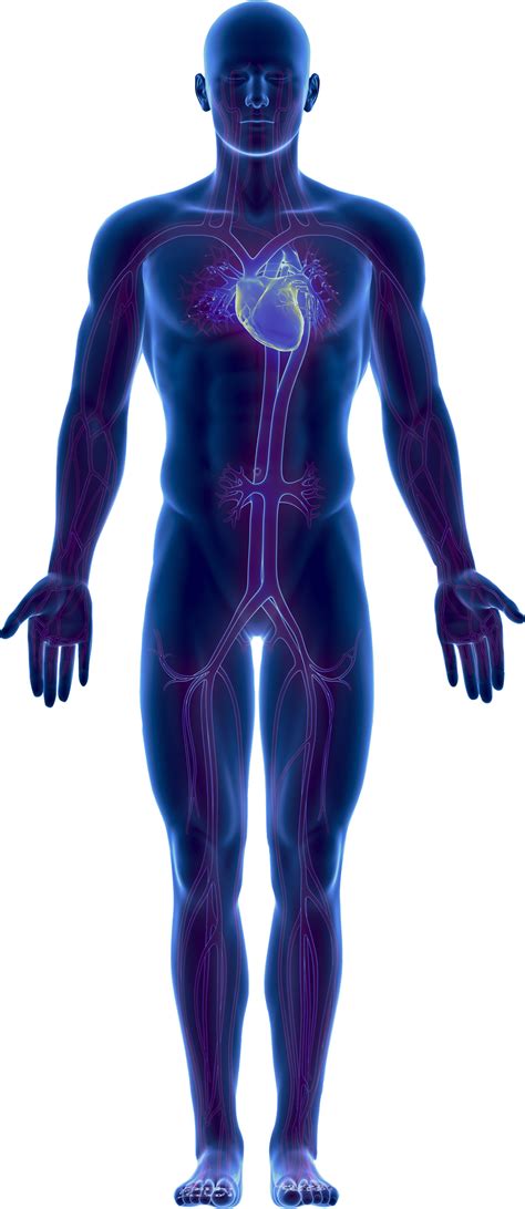 Nerve Knee Human Anatomy Human Body Png Clipart Anatomy Angle Arm