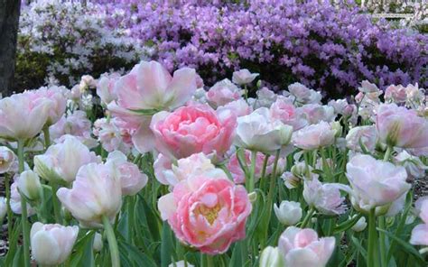 ảnh Hoa Tulip đẹp Nhất Thế Giới Z Photos Z Photos