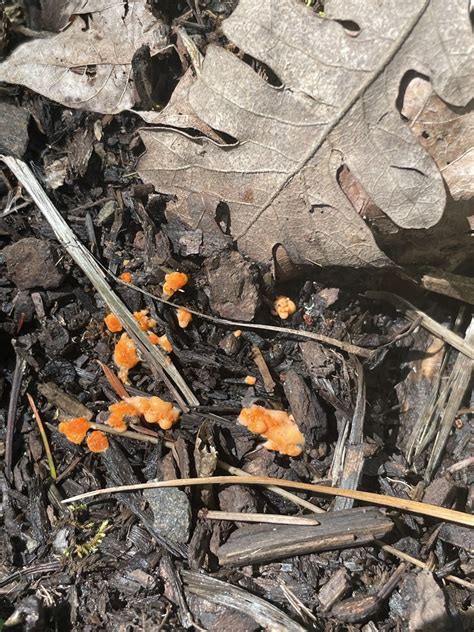 Slime Molds From Howard Buford County Park Springfield Or Us On May