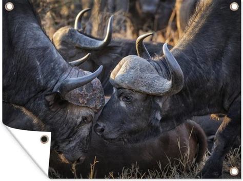 Muurdecoratie Buiten Twee Buffels Wrijven Koppen Tegen Elkaar 160x120