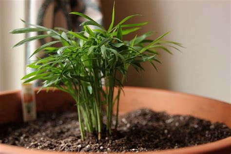 The neanthe bella palm (chamaedorea elegans) or parlor palm, originating from southern mexico and guatemala's tropical rainforests, is recognized for its air purification qualities. How to Grow a Parlor Palm