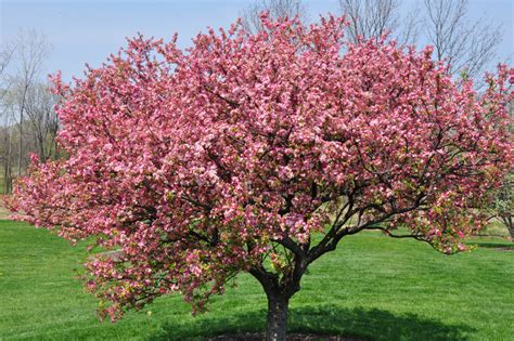 Midwest Tips Trees That Will Stand Tall Throughout The Seasons Kg