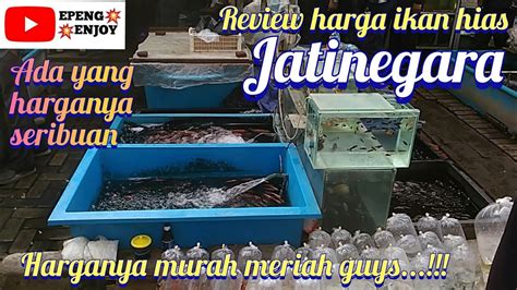 Nah, setelah memperkirakan berapa ukuran yang pas, selanjutnya tinggal kita membeli aquarium, namun sebelum itu sebaiknya kamu mengetahui berapa kisaran harga sebuah aquarium. Harga ikan hias di pasar ikan hias Jatinegara - YouTube