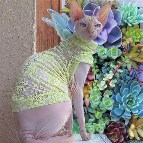 Sphynx En