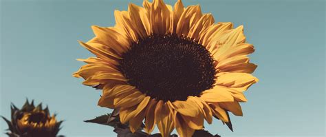 Download Wallpaper 2560x1080 Sunflower Flower Bloom Yellow Plant