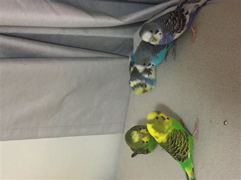 Parakeet Color Types Varieties And Types Parakeets Guide Omlet Us