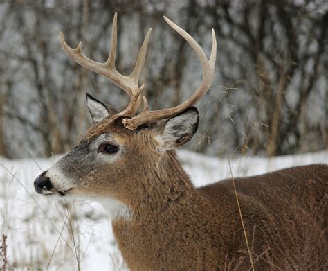 Ohio Birds And Biodiversity White Tailed Deer Bucks
