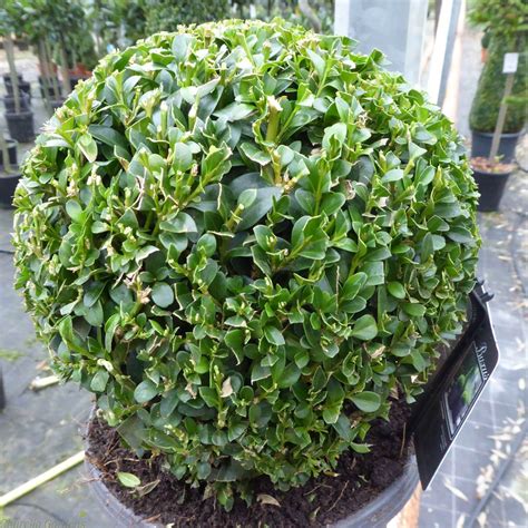 Buxus Sempervirens Ball Potted Plants Online Cheralla