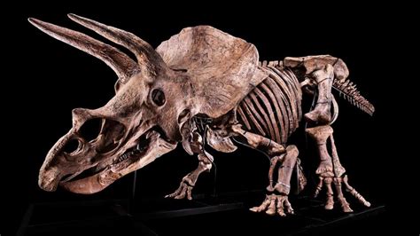 66 Million Years Old And Counting The Worlds Biggest Triceratops Skeleton Goes Up For Sale