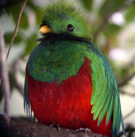 Quetzal Beautiful Birds Tropical Birds Most Beautiful Birds