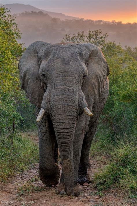 629 Best African Male Elephant Bull Images On Pinterest