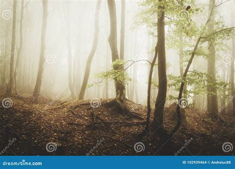Mystical Forest With Fog And Twisted Trees Stock Photo Image Of