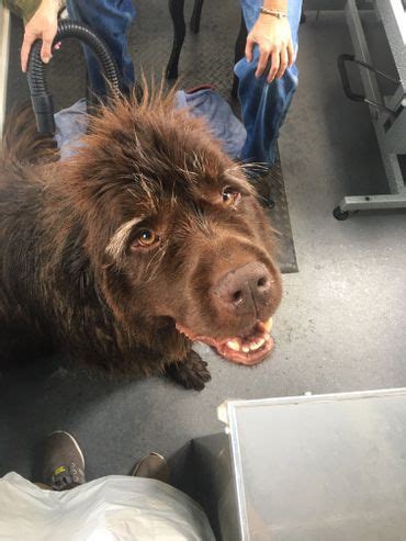 I'd encourage you to check out our more specific oregon road trips depending on the region you're most interested in. Bark & Bath Mobile Dog Grooming in Bend