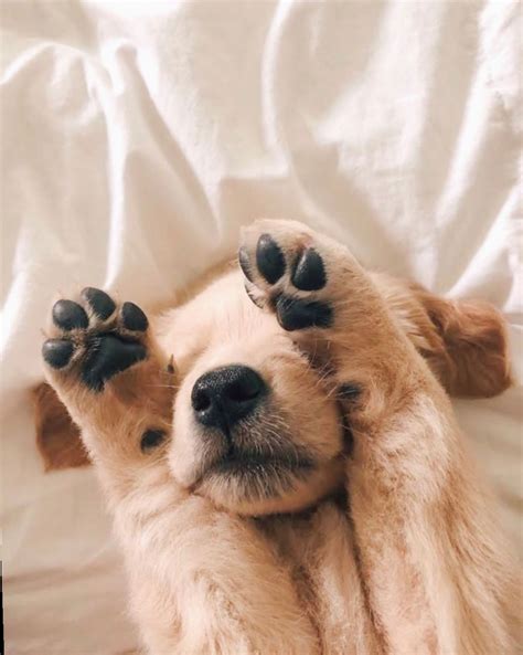 100 Cute Dog Pic Aesthetic Iwannafile