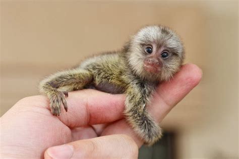 Cracking The Secrets Of The Worlds Smallest Monkey About Manchester