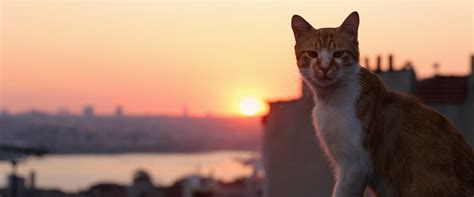 Kedi Movie Review And Film Summary 2017 Roger Ebert