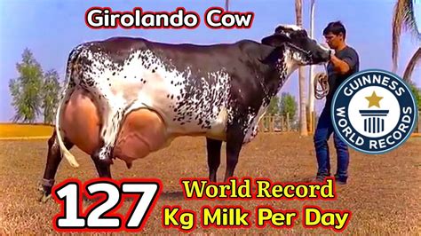 World Record Highest Milking GIROLANDO Cow 127 KG Guinness World