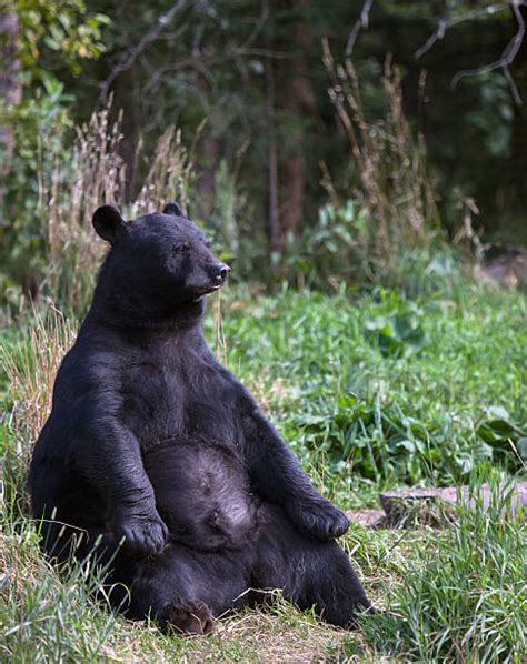 Black Bear Sitting Stock Photos Pictures And Royalty Free Images Istock