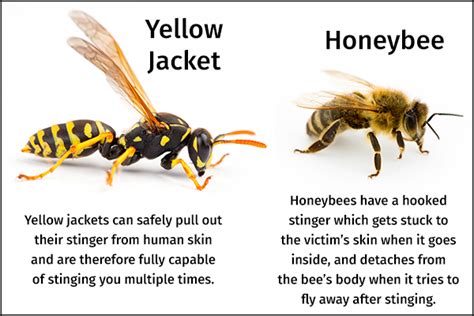 Yellow Jacket Sting Symptoms Treatment And Complications 2022