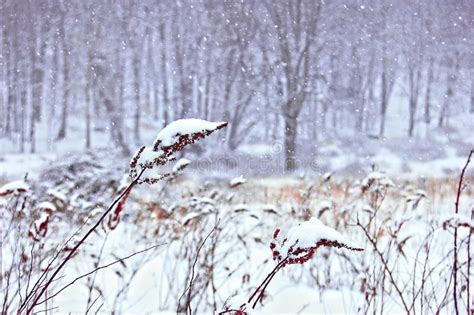 Snow Falls In Winter Meadow Stock Image Image Of Blizzard Snow