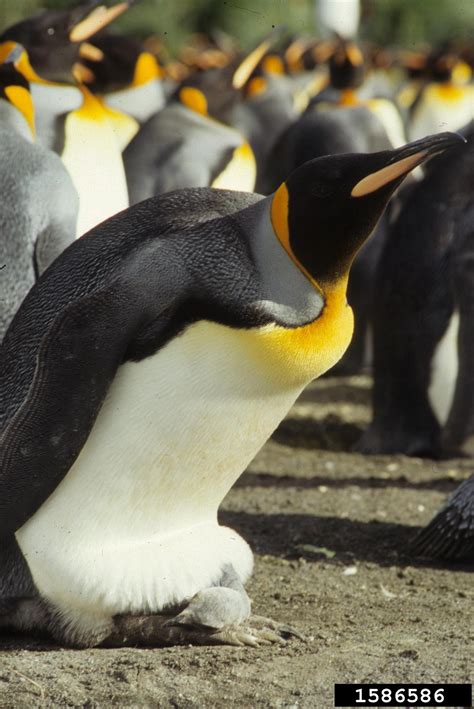 King Penguin Aptenodytes Patagonicus