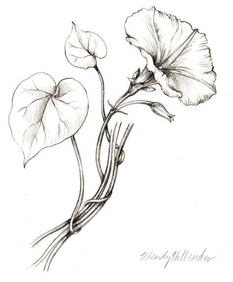 Target.com has been visited by 1m+ users in the past month Flowers Gallery | Vine drawing, Flower drawing, Botanical ...