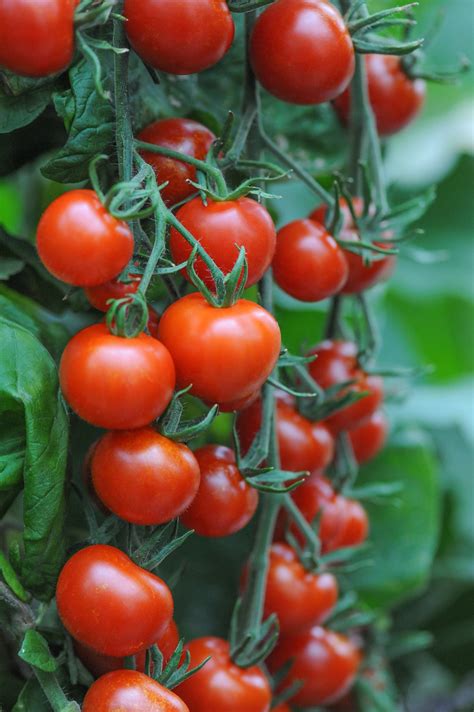 So, don't just take our word for it. Thompson and Morgan unveils blight-busting salad tomato ...