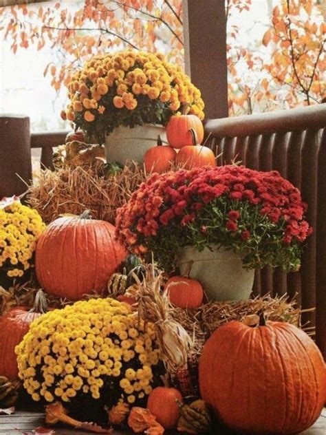 Mums & Pumpkins Pictures, Photos, and Images for Facebook, Tumblr