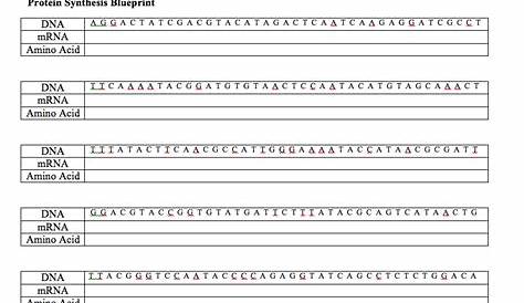 from gene to protein worksheet