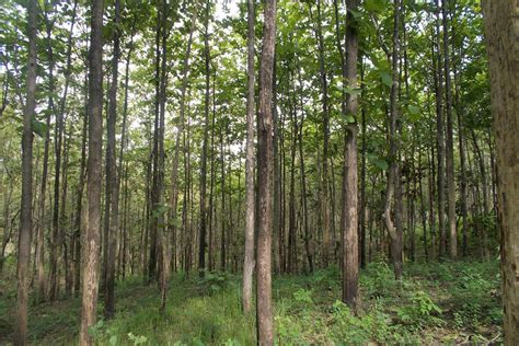 Young Forests Use Carbon Most Effectively Says A Study News Eco