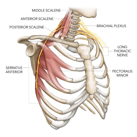 Long Thoracic Nerve Injury The Shortest Route To Recovery Thoracic Nerve Upper Limb Anatomy