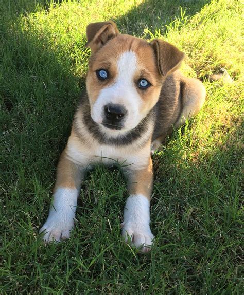 To protect a beagle bull puppy from parvovirus, vaccination is necessary starting at 39 days after birth. Pitsky | Puppies and kitties, Pitbull husky, Pitbull mix puppies