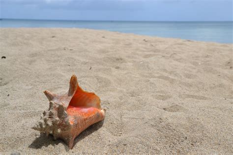 Free Images Beach Sea Nature Sand Shore Summer Holiday Material Shell Invertebrate
