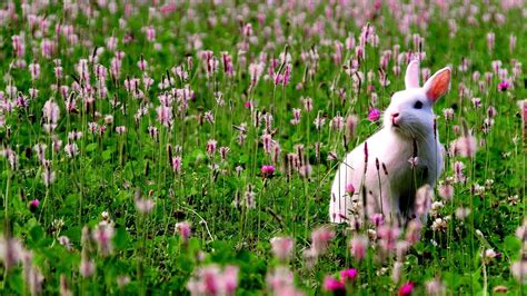 Cute White Rabbit Is Standing On Green Grass Around