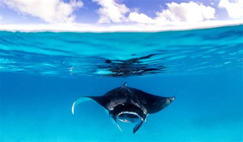 The Home Of The Manta Ray Lady Elliot Island Eco Resort Great Barrier