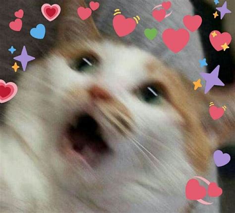 Wholesome Heart Emoji Meme Cat Dimecorazonteestoyescuchando