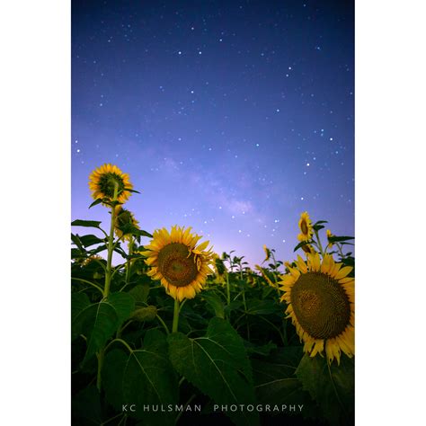 Starry Night Sunflower Photo On Wfaas News 8 Daybreak Kc Hulsman