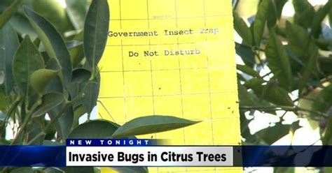 Invasive Citrus Pest Puts Manteca Neighborhood Under Quarantine CBS