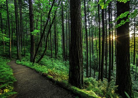 Forest Path Hd Wallpaper Background Image 2048x1463 Id728509