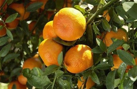 Nagpur Orange Orange Citrus X Sinensis Citrus Trees